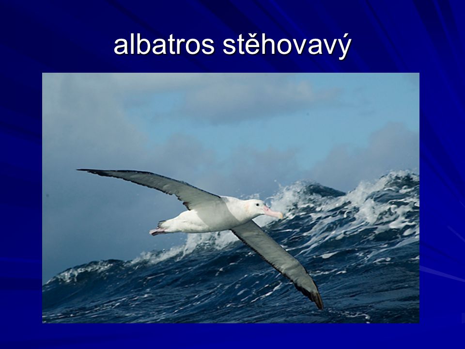 albatros stěhovavý