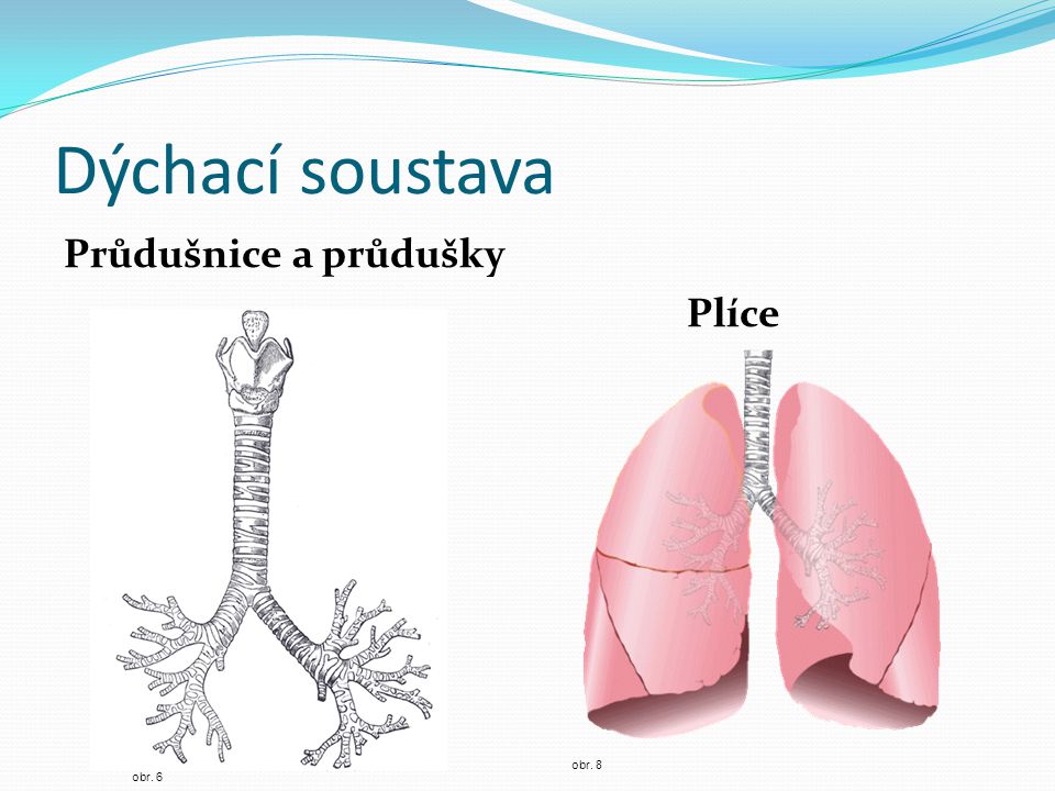 Dýchací soustava Průdušnice a průdušky Plíce obr. 6 obr. 8