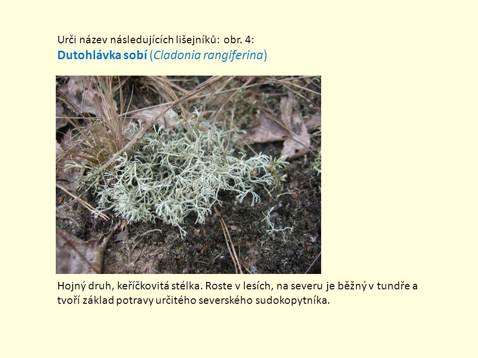 Dutohlávka sobí (Cladonia rangiferina)
