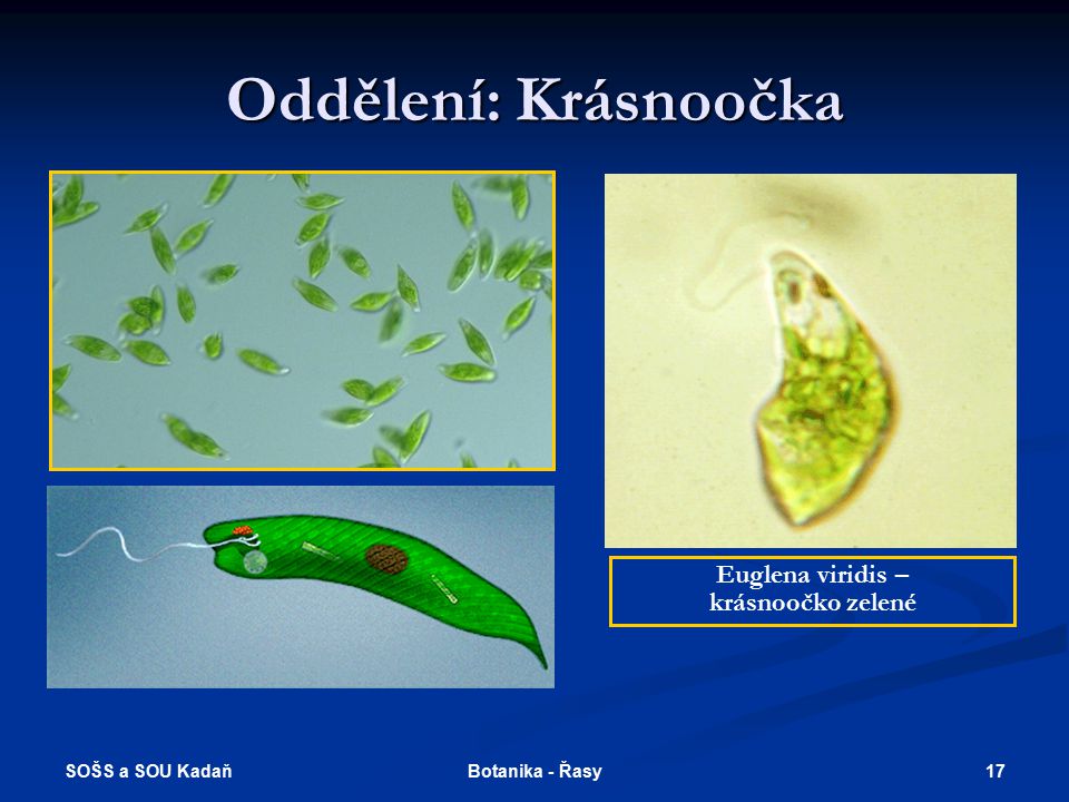 Oddělení: Krásnoočka Euglena viridis – krásnoočko zelené