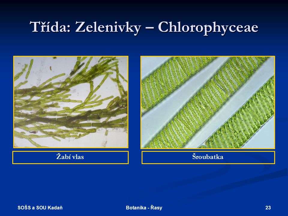 Třída: Zelenivky – Chlorophyceae