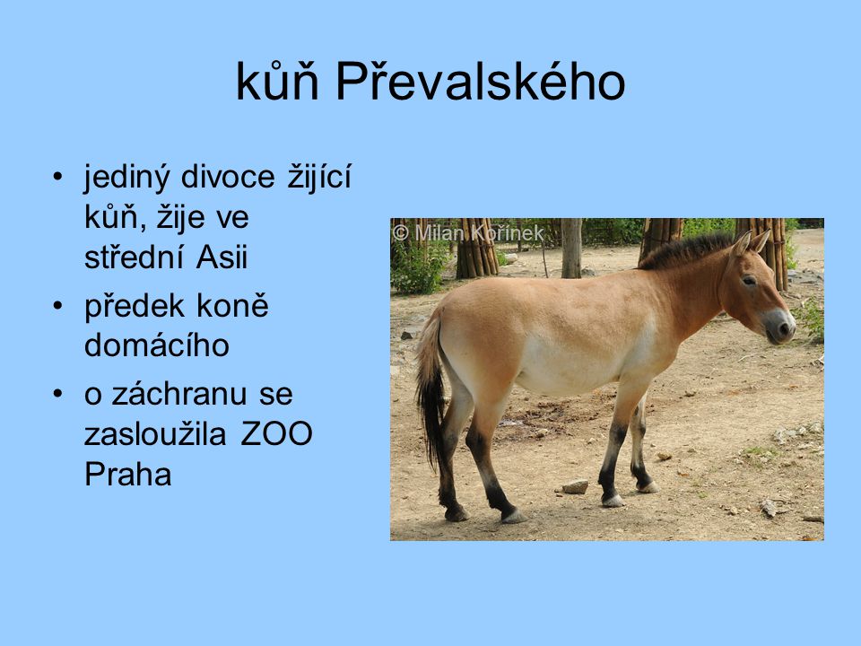 kůň Převalského jediný divoce žijící kůň, žije ve střední Asii
