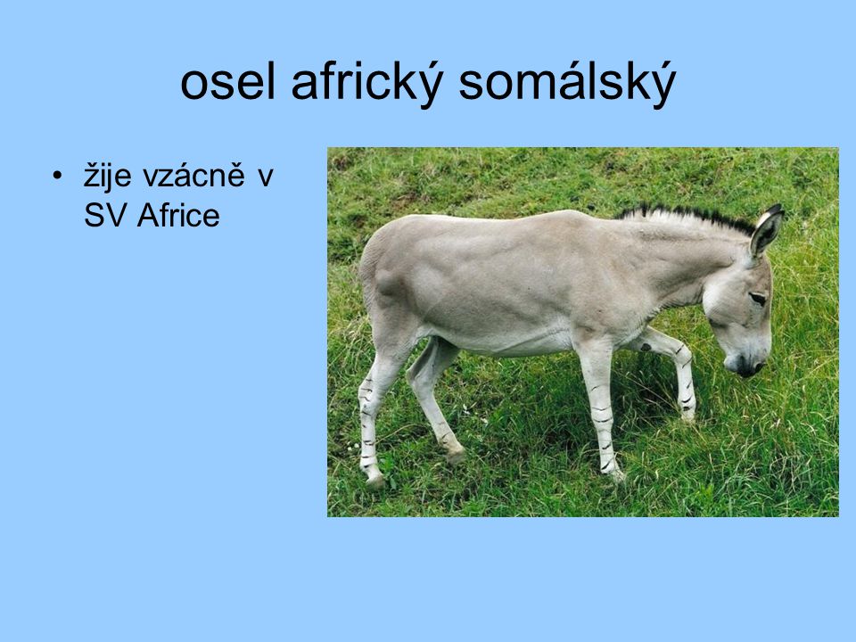 osel africký somálský žije vzácně v SV Africe