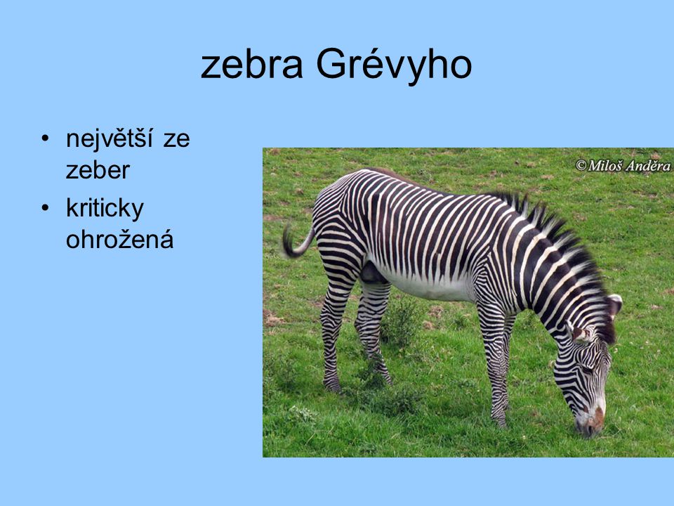 zebra Grévyho největší ze zeber kriticky ohrožená