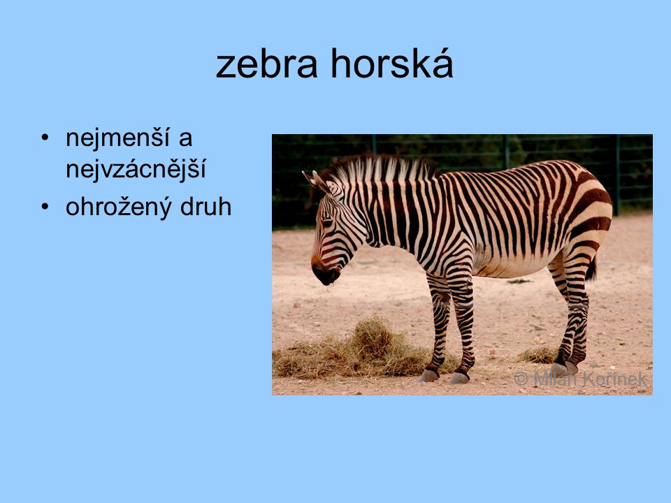 zebra horská nejmenší a nejvzácnější ohrožený druh