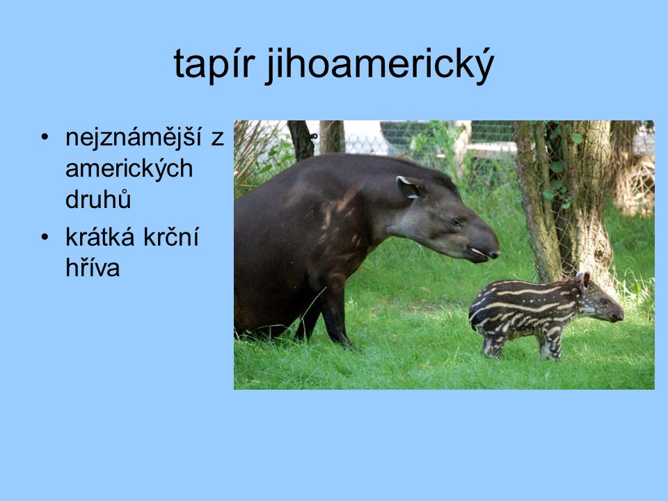 tapír jihoamerický nejznámější z amerických druhů krátká krční hříva