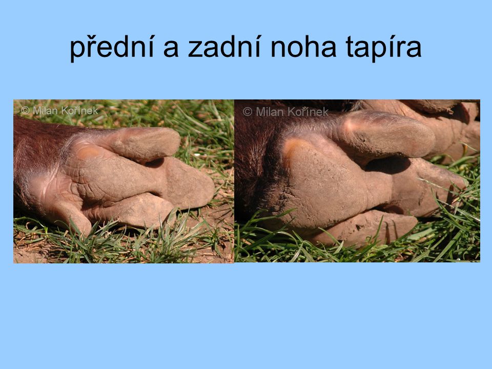 přední a zadní noha tapíra