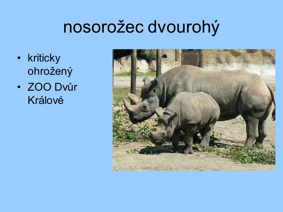 nosorožec dvourohý kriticky ohrožený ZOO Dvůr Králové