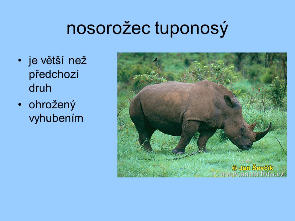 nosorožec tuponosý je větší než předchozí druh ohrožený vyhubením