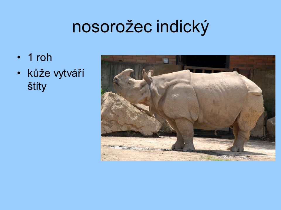nosorožec indický 1 roh kůže vytváří štíty