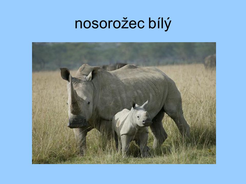 nosorožec bílý