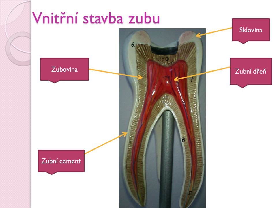 Vnitřní stavba zubu Sklovina Zubovina Zubní dřeň Zubní cement