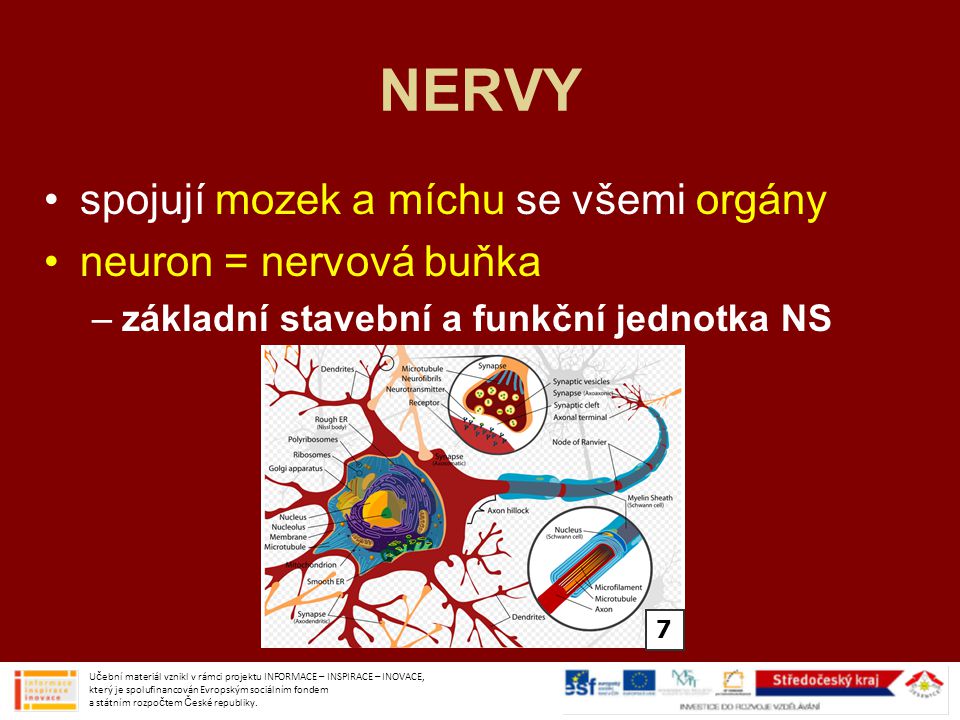 NERVY spojují mozek a míchu se všemi orgány neuron = nervová buňka