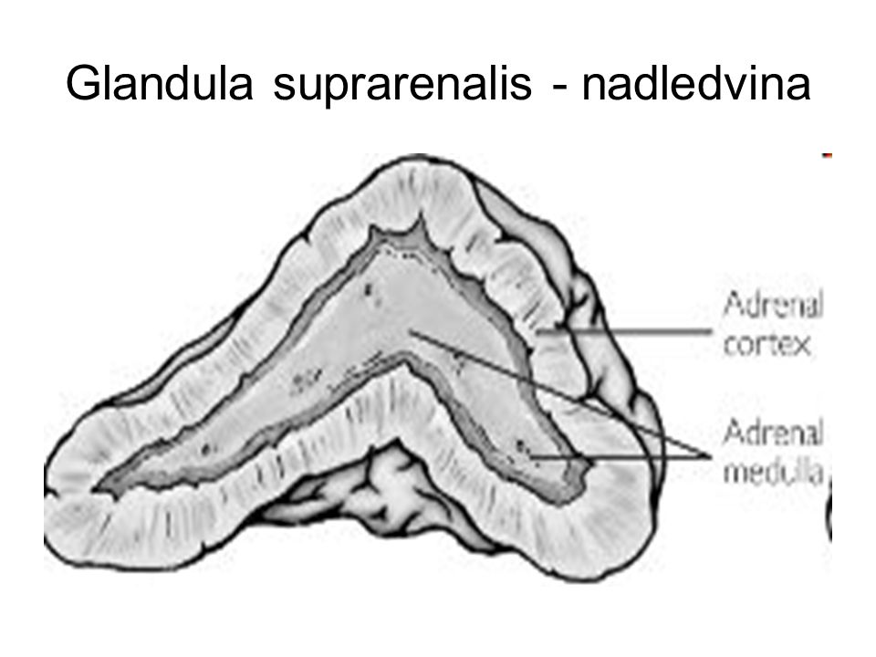Glandula suprarenalis - nadledvina