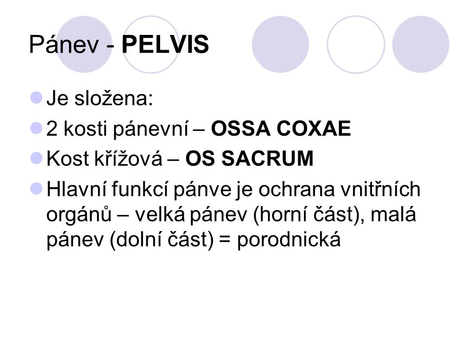 Pánev - PELVIS Je složena: 2 kosti pánevní – OSSA COXAE
