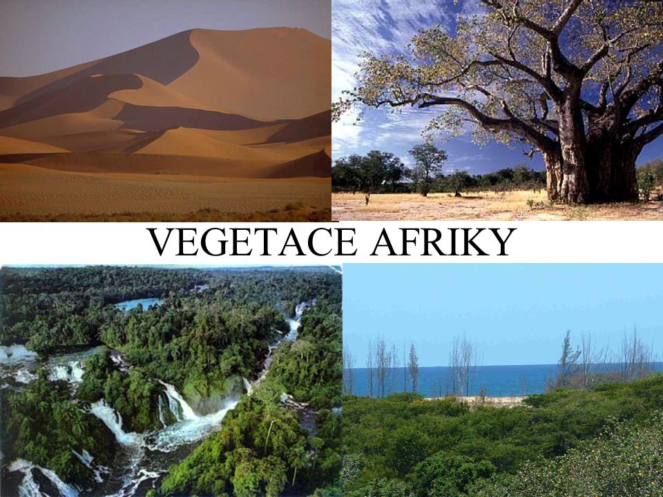 VEGETACE AFRIKY