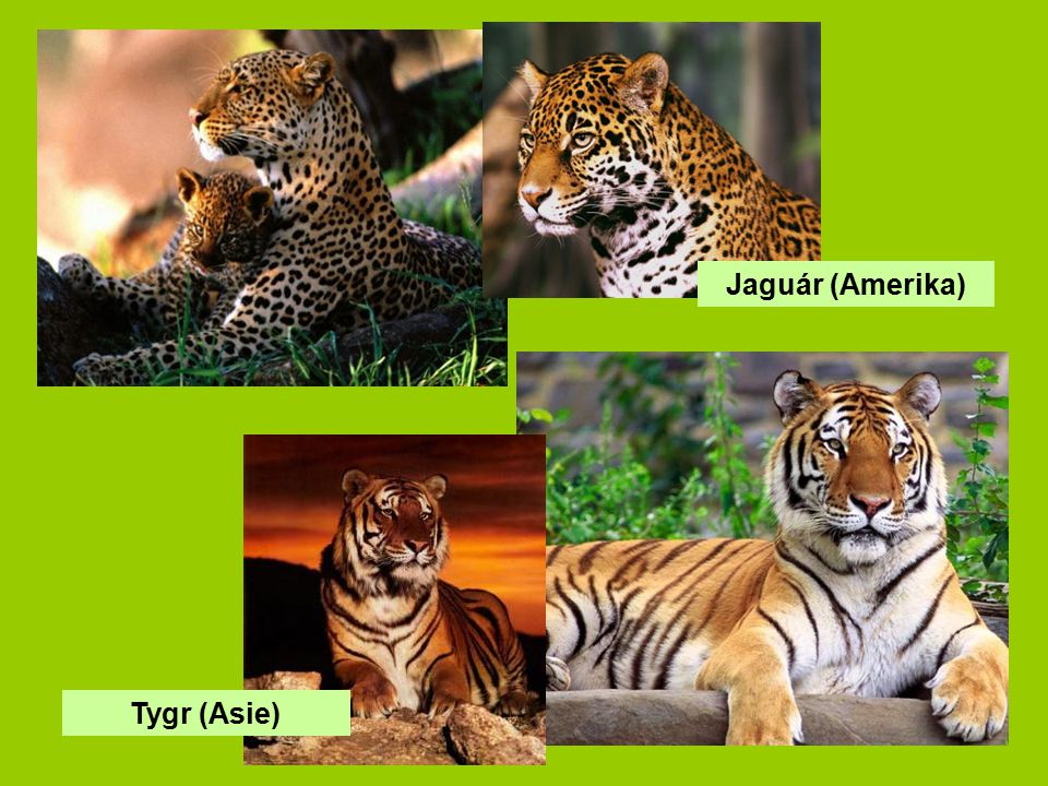 Jaguár (Amerika) Tygr (Asie)