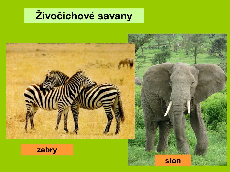 Živočichové savany zebry slon