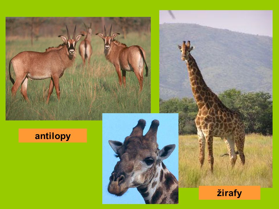 antilopy žirafy