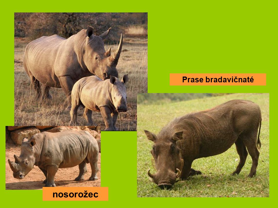 Prase bradavičnaté nosorožec