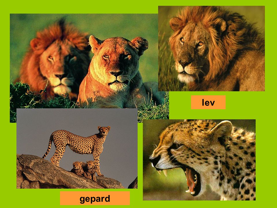lev gepard
