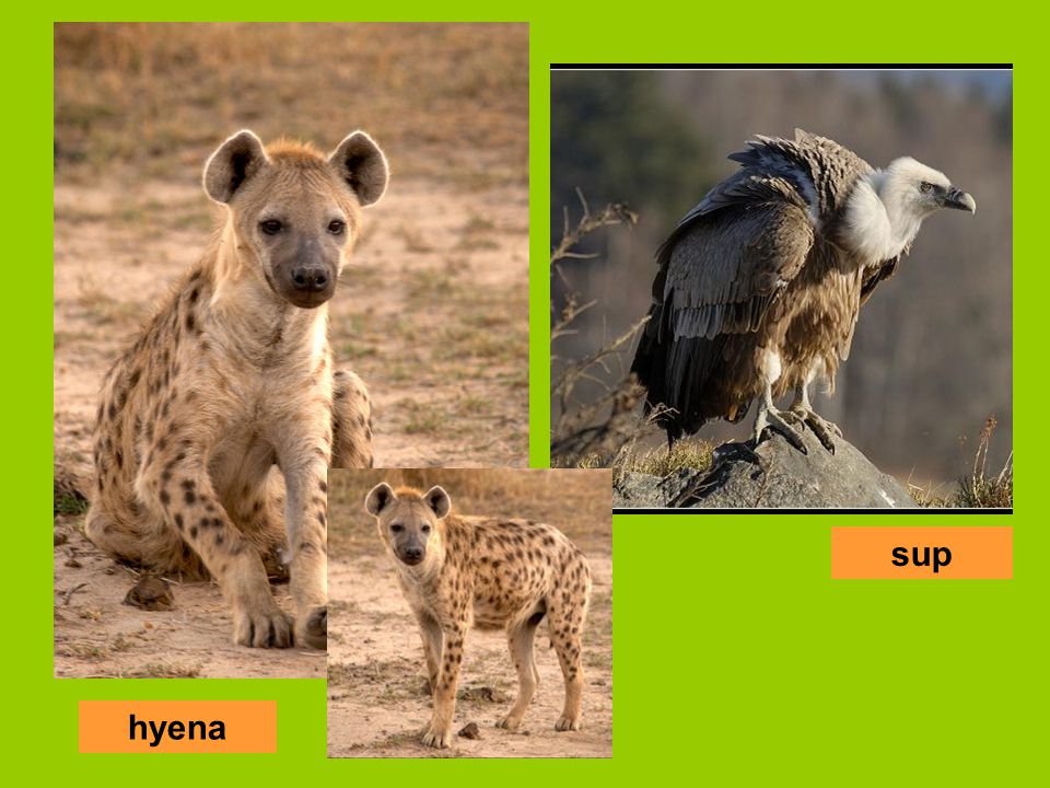 sup hyena