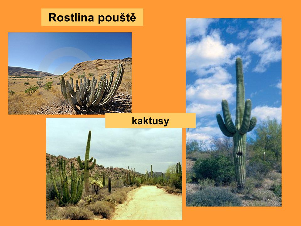 Rostlina pouště kaktusy