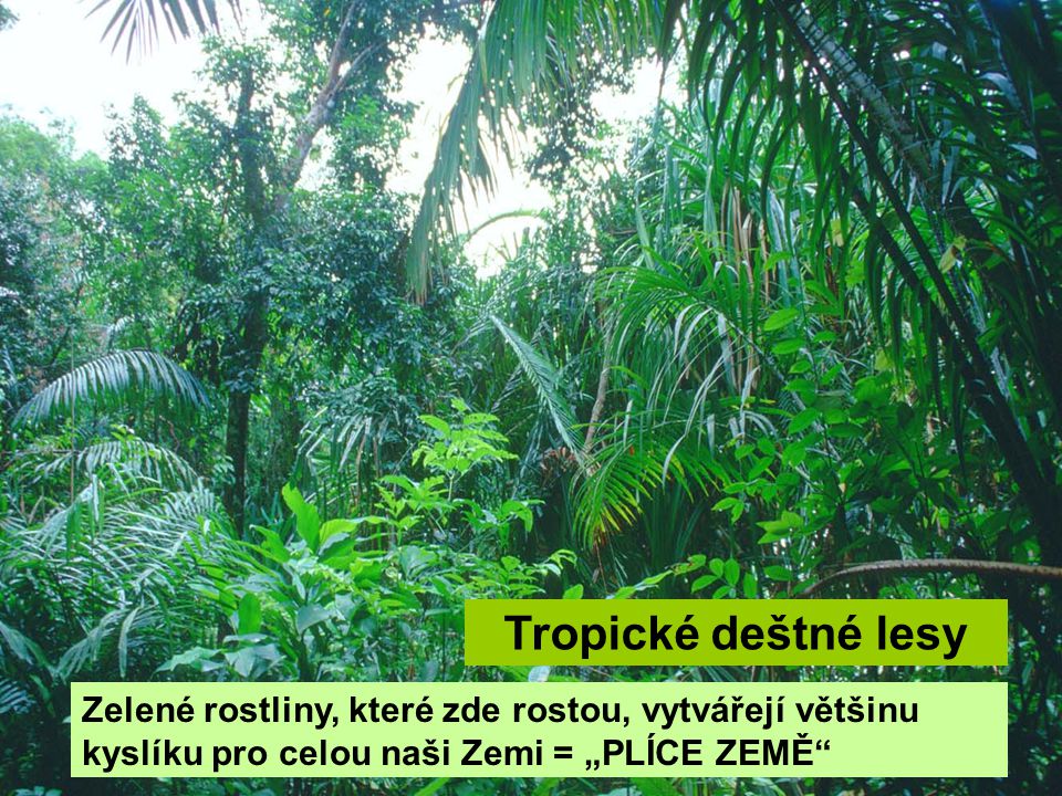 Tropické deštné lesy Zelené rostliny, které zde rostou, vytvářejí většinu kyslíku pro celou naši Zemi = „PLÍCE ZEMĚ