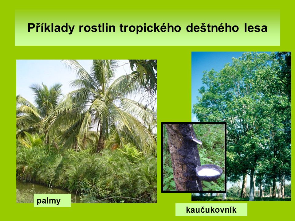 Příklady rostlin tropického deštného lesa
