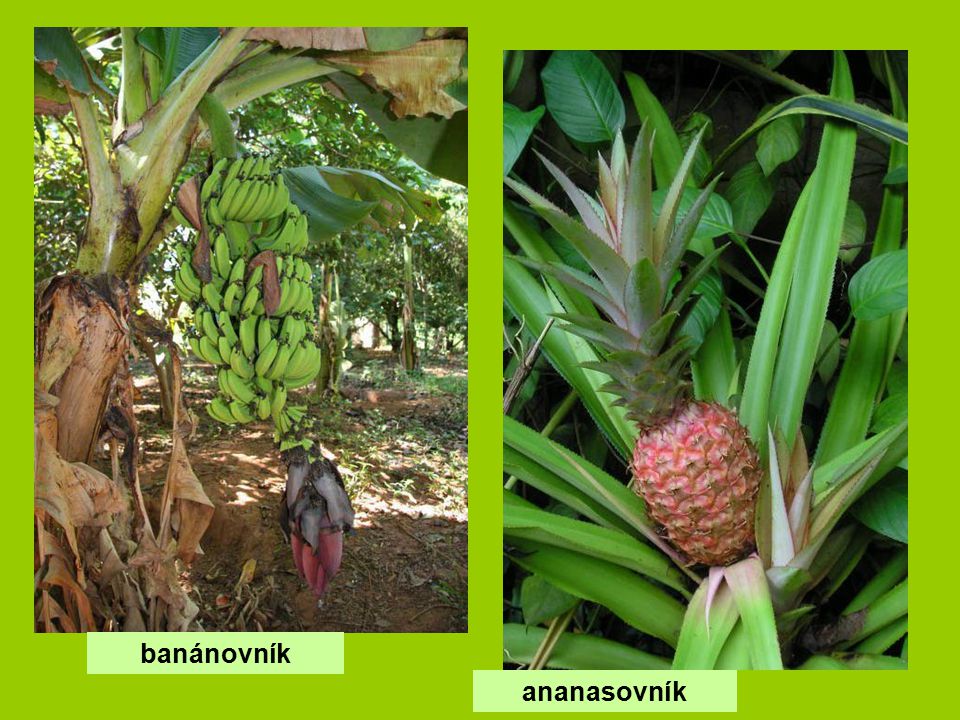 banánovník ananasovník