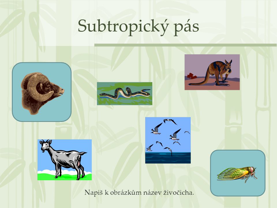 Subtropický pás Napiš k obrázkům název živočicha.