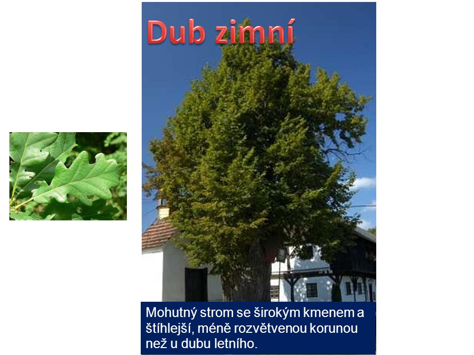 Dub zimní Mohutný strom se širokým kmenem a štíhlejší, méně rozvětvenou korunou než u dubu letního.