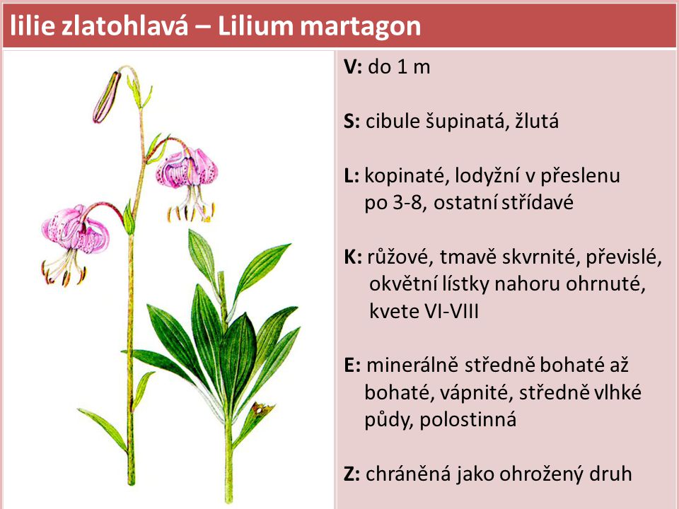 lilie zlatohlavá – Lilium martagon