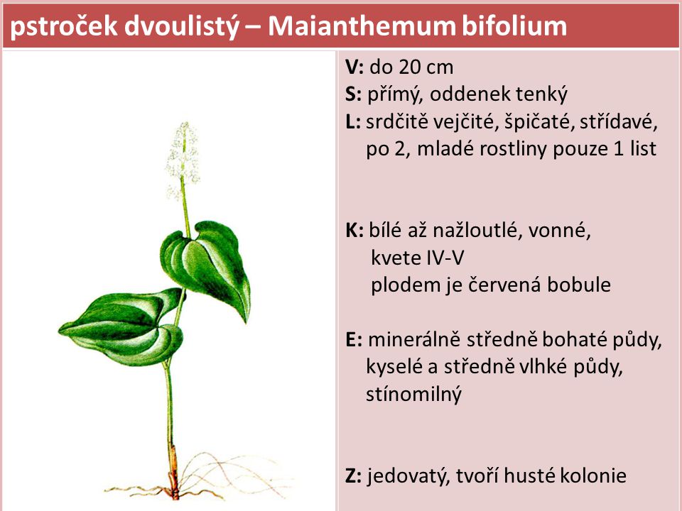 pstroček dvoulistý – Maianthemum bifolium