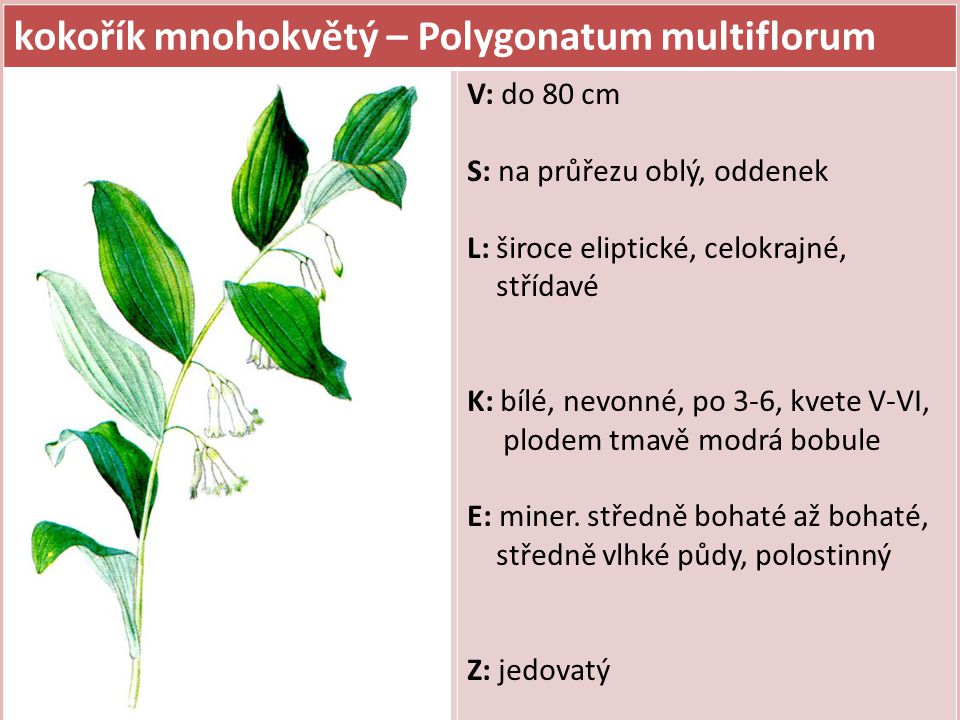 kokořík mnohokvětý – Polygonatum multiflorum