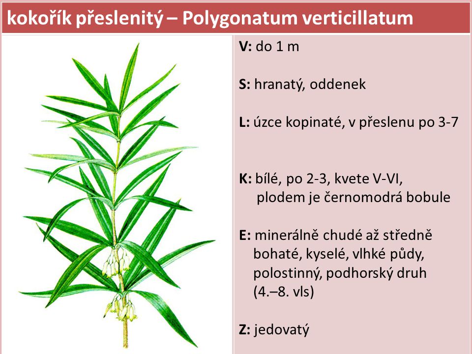 kokořík přeslenitý – Polygonatum verticillatum
