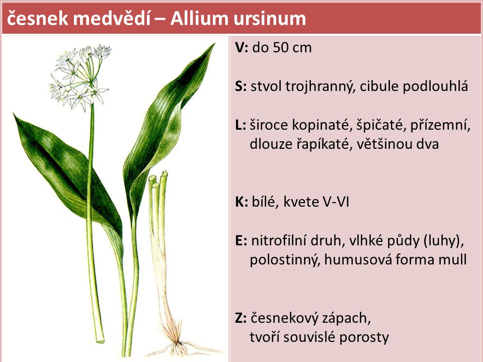 česnek medvědí – Allium ursinum