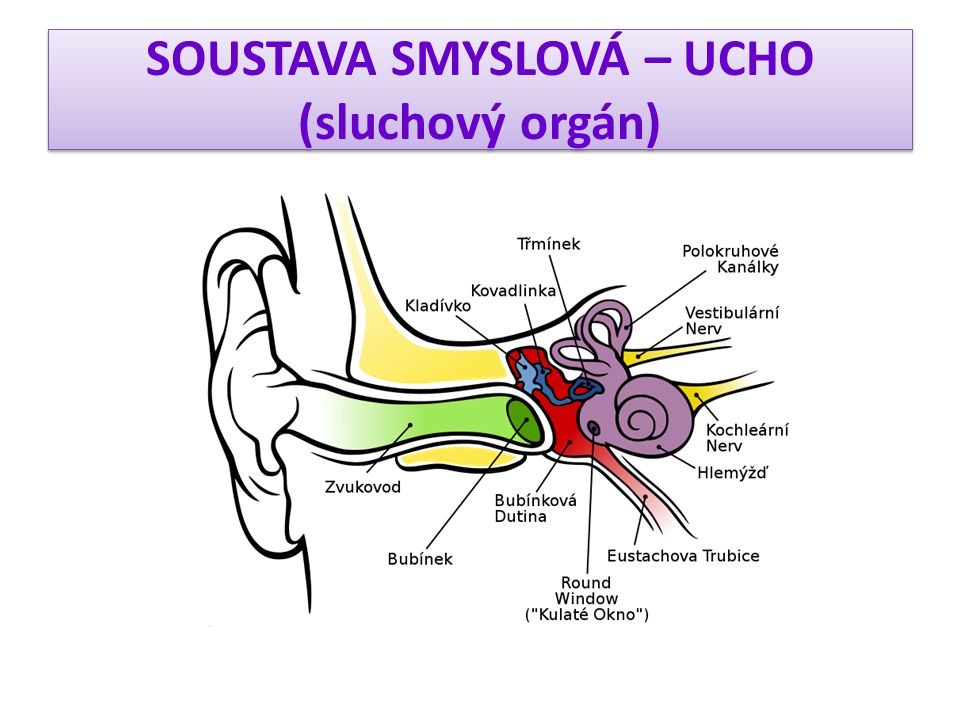 SOUSTAVA SMYSLOVÁ – UCHO (sluchový orgán)