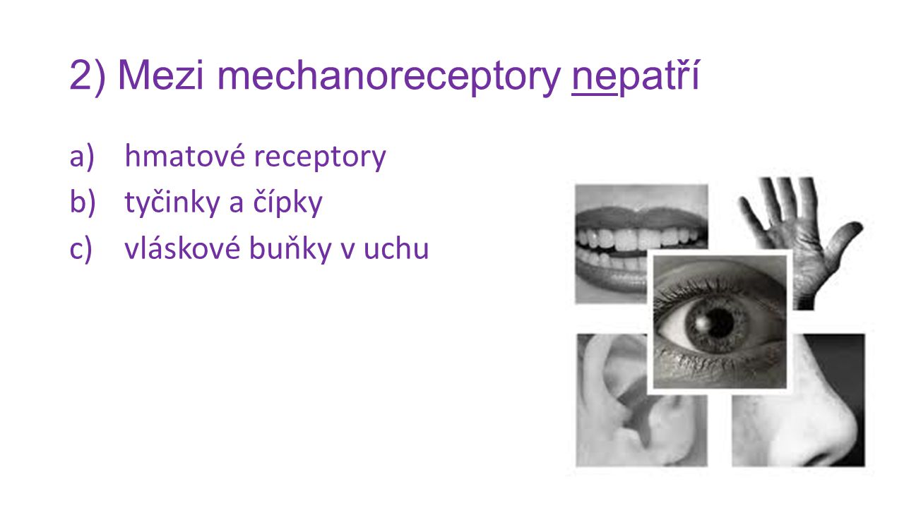 2) Mezi mechanoreceptory nepatří