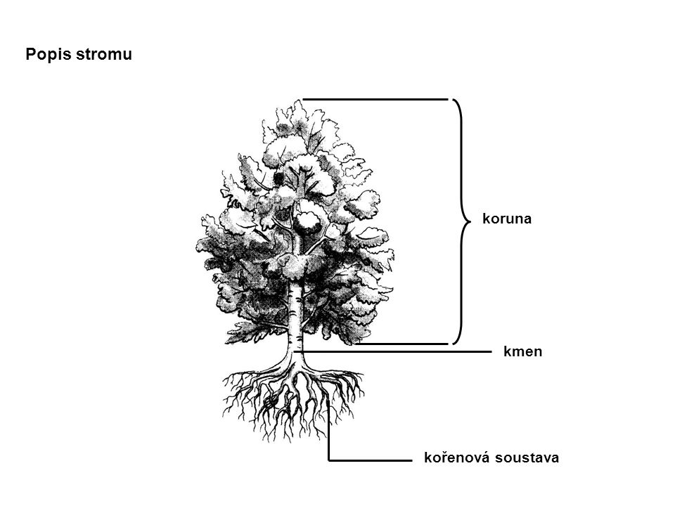 Popis stromu koruna kmen kořenová soustava
