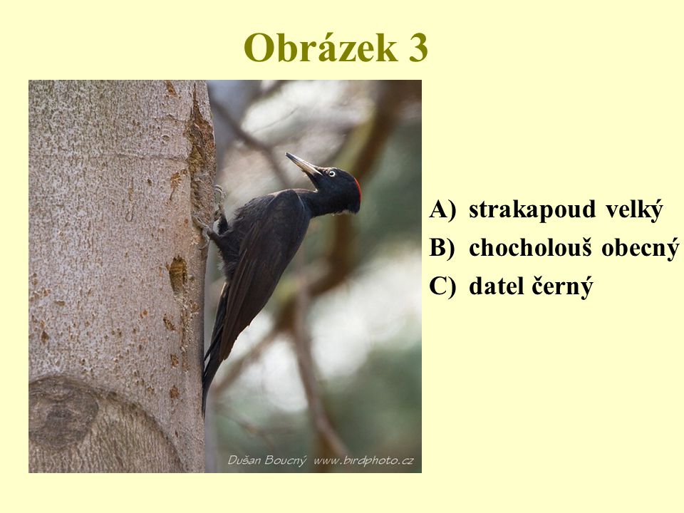 Obrázek 3 strakapoud velký chocholouš obecný datel černý