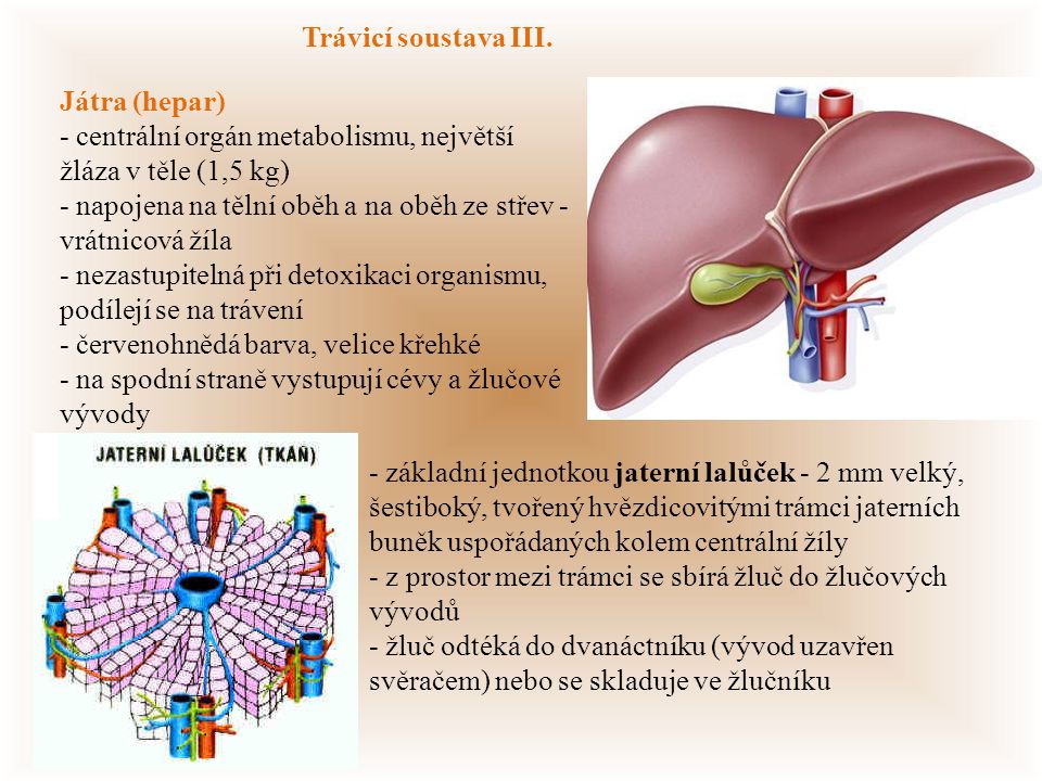Trávicí soustava III. Játra (hepar) - centrální orgán metabolismu, největší žláza v těle (1,5 kg)