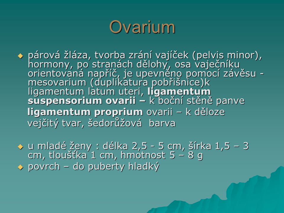 Ovarium