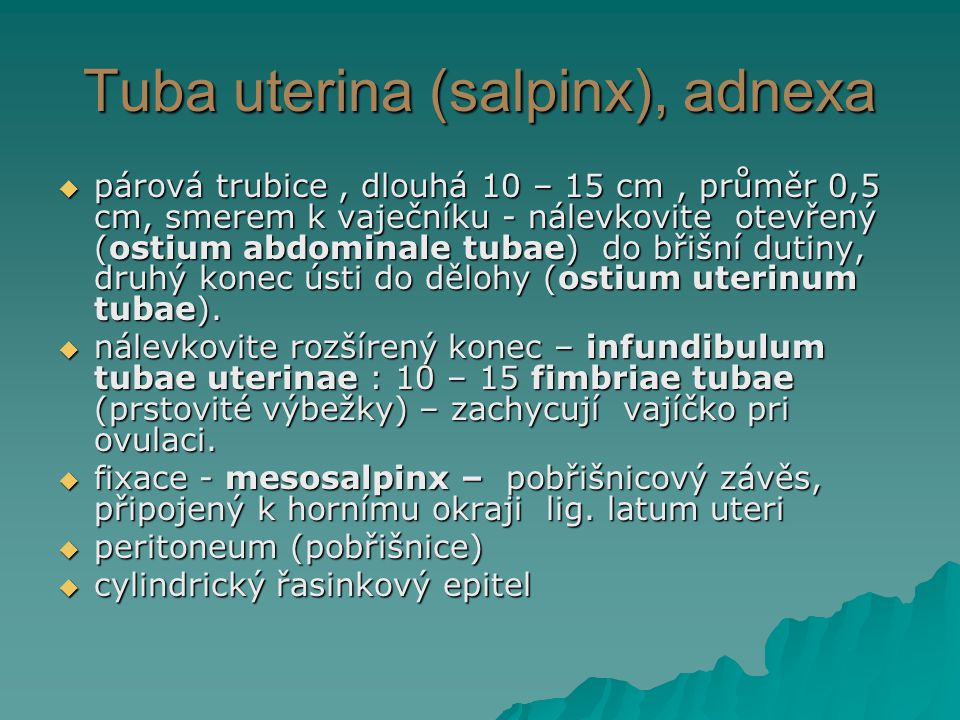Tuba uterina (salpinx), adnexa