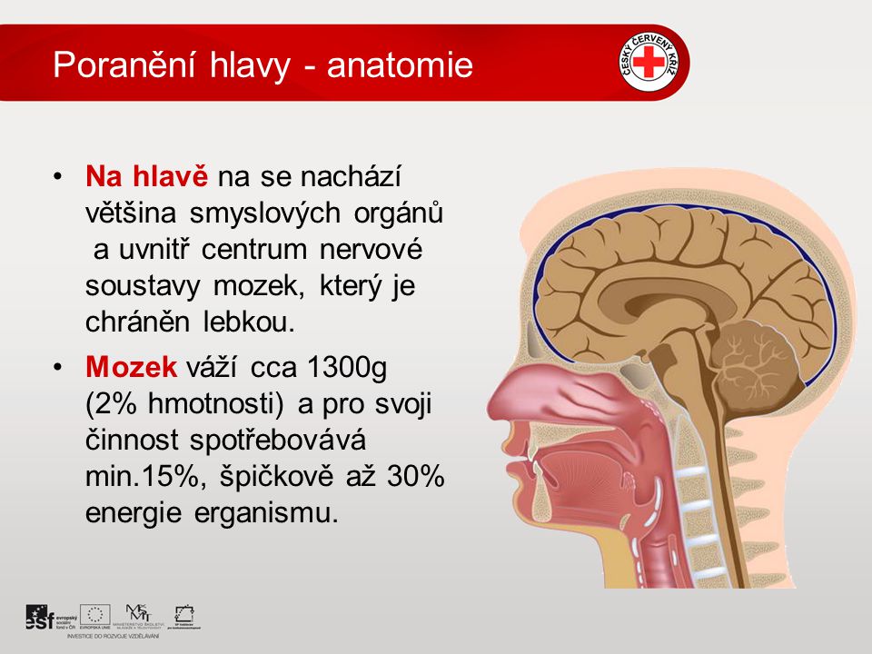 Poranění hlavy - anatomie