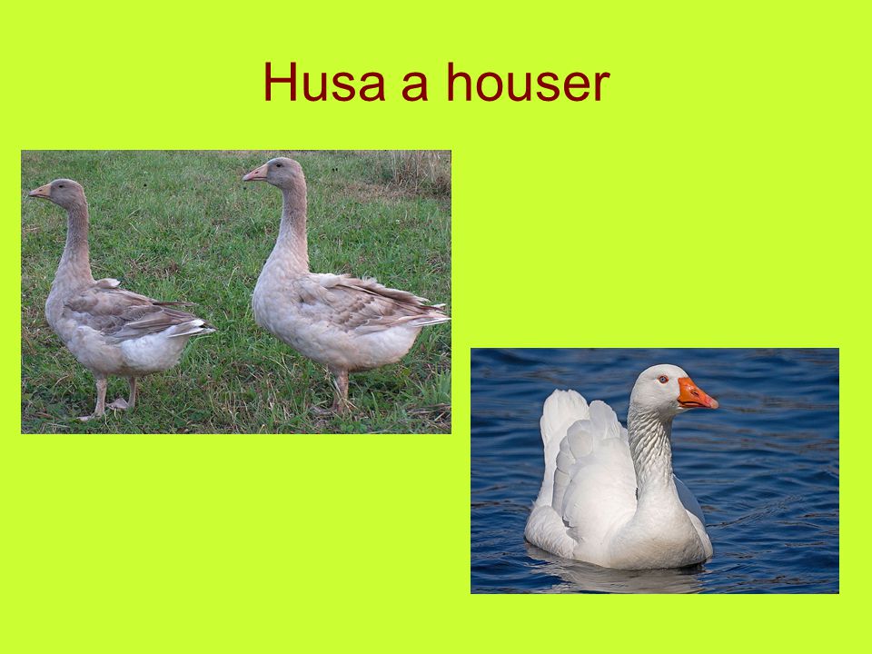 Husa a houser