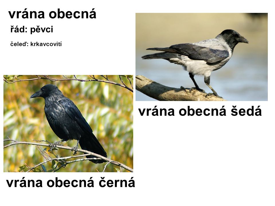 vrána obecná vrána obecná šedá vrána obecná černá řád: pěvci
