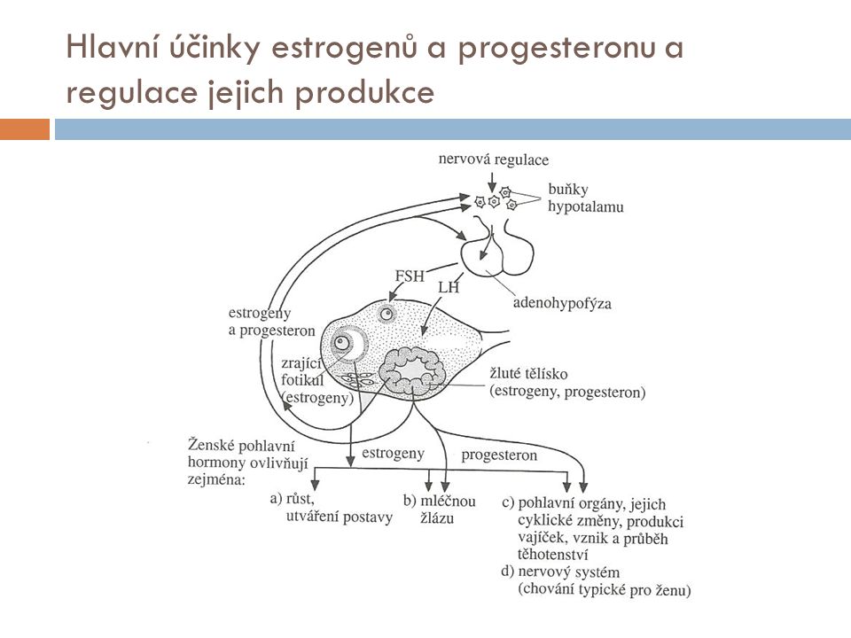 Hlavní účinky estrogenů a progesteronu a regulace jejich produkce