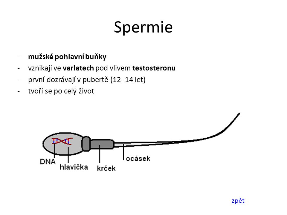Spermie mužské pohlavní buňky