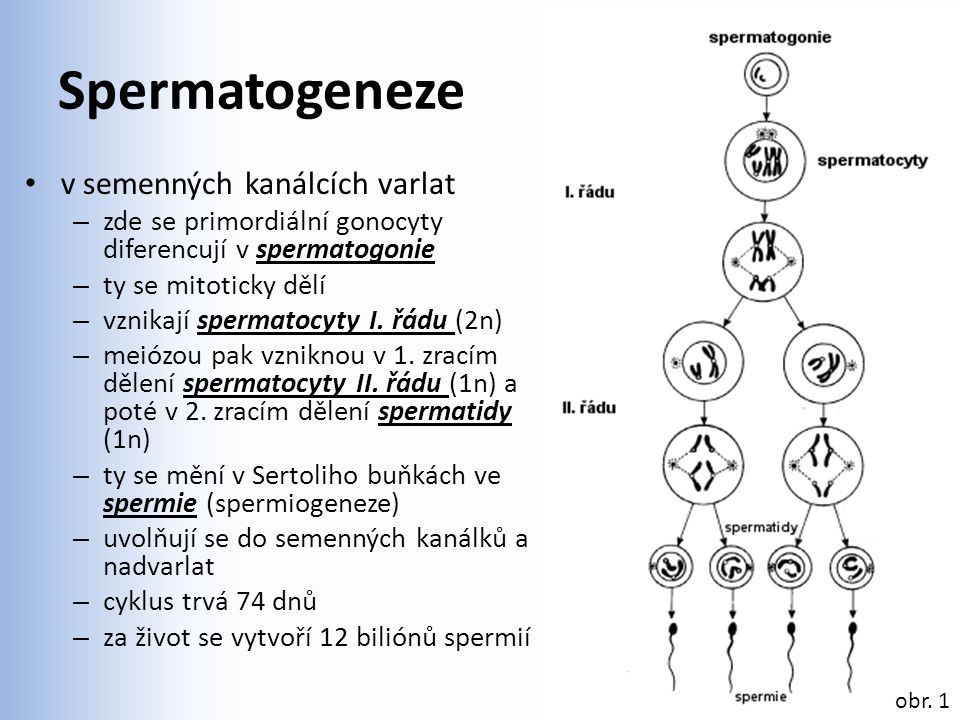 Spermatogeneze v semenných kanálcích varlat